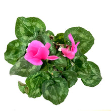 Load image into Gallery viewer, Cyclamen, 6in, Persicum, Assorted Colours - Floral Acres Greenhouse & Garden Centre