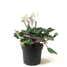 Load image into Gallery viewer, Cyclamen, 6in, Persicum, Assorted Colours - Floral Acres Greenhouse & Garden Centre