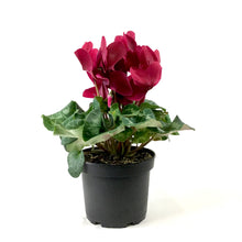 Load image into Gallery viewer, Cyclamen, 6in, Persicum, Assorted Colours - Floral Acres Greenhouse & Garden Centre