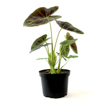 Load image into Gallery viewer, Colocasia, 6in, Royal Hawaiian® Aloha - Floral Acres Greenhouse & Garden Centre