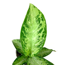 Load image into Gallery viewer, Dieffenbachia, 4in, Tropic Snow - Floral Acres Greenhouse & Garden Centre
