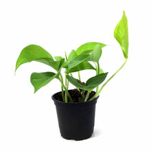 Load image into Gallery viewer, Pothos, 4in, Neon - Floral Acres Greenhouse & Garden Centre
