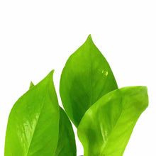 Load image into Gallery viewer, Pothos, 4in, Neon - Floral Acres Greenhouse & Garden Centre