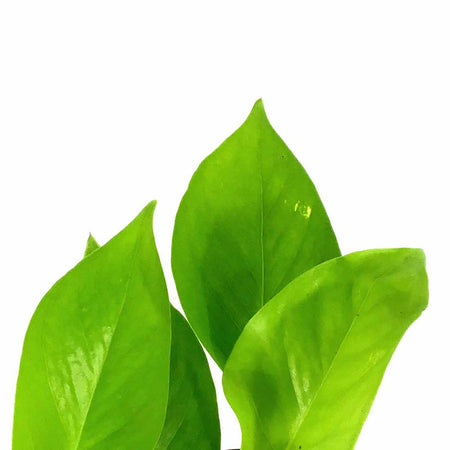 Pothos, 4in, Neon - Floral Acres Greenhouse & Garden Centre