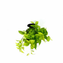 Load image into Gallery viewer, Pothos, 8in, Neon, Hanging Basket - Floral Acres Greenhouse & Garden Centre