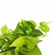 Load image into Gallery viewer, Pothos, 8in, Neon, Hanging Basket - Floral Acres Greenhouse & Garden Centre