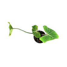 Load image into Gallery viewer, Philodendron, 6in, Gloriosum