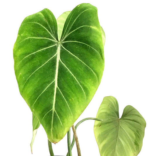 Philodendron, 6in, Gloriosum