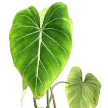 Load image into Gallery viewer, Philodendron, 6in, Gloriosum