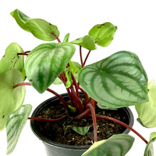 Load image into Gallery viewer, Peperomia, 6in, Watermelon - Floral Acres Greenhouse & Garden Centre