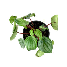Load image into Gallery viewer, Peperomia, 6in, Watermelon - Floral Acres Greenhouse & Garden Centre