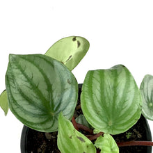 Load image into Gallery viewer, Peperomia, 6in, Watermelon - Floral Acres Greenhouse & Garden Centre