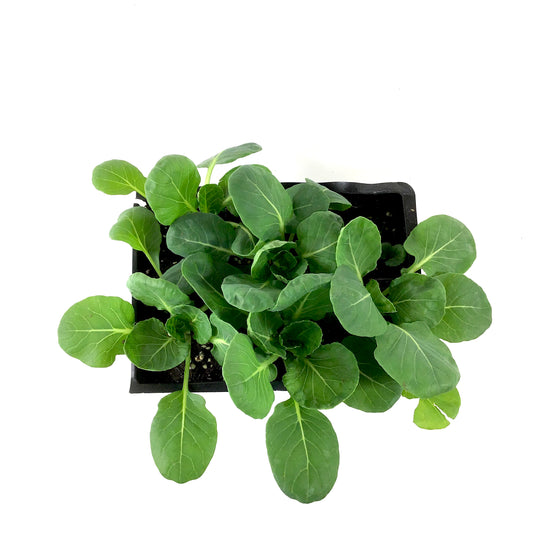 Vegetable, 6pk, Brussel Sprout - Floral Acres Greenhouse & Garden Centre
