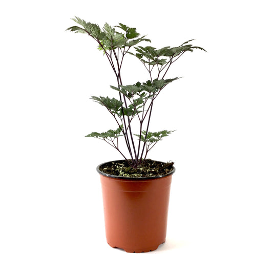 Perennial, 1gal, Bugbane 'Pink Spike' - Floral Acres Greenhouse & Garden Centre