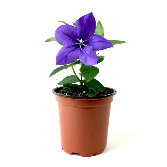 Perennial, 4in, Balloon Flower - Floral Acres Greenhouse & Garden Centre
