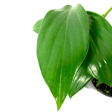 Load image into Gallery viewer, Dragon's Tail, 4in, Rhaphidophora Decursiva - Floral Acres Greenhouse & Garden Centre