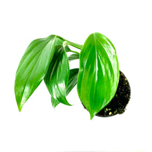 Load image into Gallery viewer, Dragon's Tail, 4in, Rhaphidophora Decursiva - Floral Acres Greenhouse & Garden Centre
