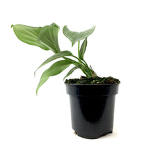 Load image into Gallery viewer, Dragon's Tail, 4in, Rhaphidophora Decursiva - Floral Acres Greenhouse & Garden Centre
