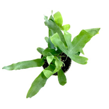 Load image into Gallery viewer, Fern, 4in, Blue Star - Floral Acres Greenhouse & Garden Centre