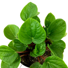 Load image into Gallery viewer, Peperomia, 4in, Leap Frog - Floral Acres Greenhouse & Garden Centre