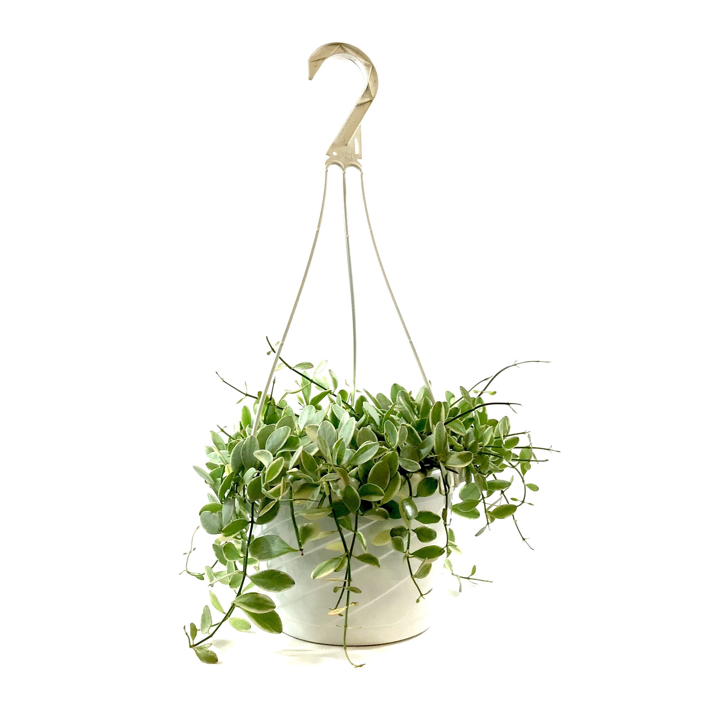 Dischidia, 7.5in HB, White Diamond – Floral Acres Greenhouse