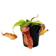 Load image into Gallery viewer, Nepenthes, 3.5in, St. Gaya Tropical Pitcher Plant