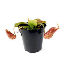 Load image into Gallery viewer, Nepenthes, 3.5in, St. Gaya Tropical Pitcher Plant - Floral Acres Greenhouse & Garden Centre