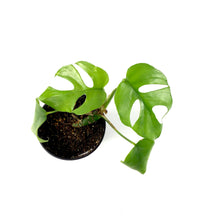 Load image into Gallery viewer, Rhaphidophora, 3.5in, Tetrasperma/Monstera Minima - Floral Acres Greenhouse & Garden Centre