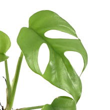 Load image into Gallery viewer, Rhaphidophora, 3.5in, Tetrasperma/Monstera Minima - Floral Acres Greenhouse & Garden Centre