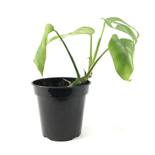 Load image into Gallery viewer, Rhaphidophora, 3.5in, Tetrasperma/Monstera Minima - Floral Acres Greenhouse & Garden Centre