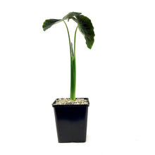 Load image into Gallery viewer, Colocasia, 5in, Coal Miner - Floral Acres Greenhouse & Garden Centre