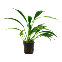Load image into Gallery viewer, Anubias Barteri var. Angustifolia, 2in - Floral Acres Greenhouse & Garden Centre