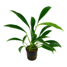 Load image into Gallery viewer, Anubias Barteri var. Angustifolia, 2in - Floral Acres Greenhouse & Garden Centre