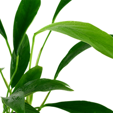 Load image into Gallery viewer, Anubias Barteri var. Angustifolia, 2in - Floral Acres Greenhouse & Garden Centre