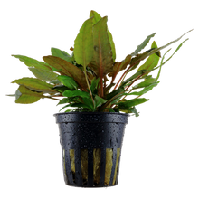 Load image into Gallery viewer, Cryptocoryne Wendtii Tropica, 2in - Floral Acres Greenhouse & Garden Centre