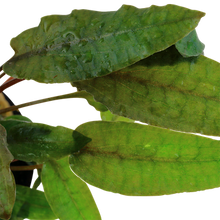 Load image into Gallery viewer, Cryptocoryne Wendtii Tropica, 2in - Floral Acres Greenhouse & Garden Centre