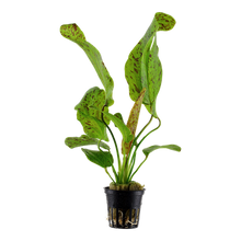 Load image into Gallery viewer, Echinodorus Ozelot Green, 2in - Floral Acres Greenhouse & Garden Centre