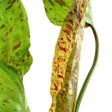 Echinodorus Ozelot Green, 2in - Floral Acres Greenhouse & Garden Centre