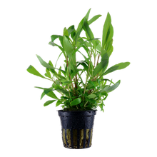 Load image into Gallery viewer, Hygrophila Corymbosa Siamensis 53B, 2in - Floral Acres Greenhouse & Garden Centre