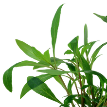 Load image into Gallery viewer, Hygrophila Corymbosa Siamensis 53B, 2in - Floral Acres Greenhouse & Garden Centre