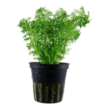 Load image into Gallery viewer, Limnophila Sessiliflora, 2in - Floral Acres Greenhouse & Garden Centre