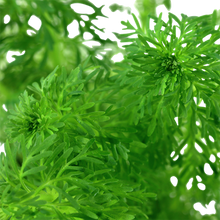 Load image into Gallery viewer, Limnophila Sessiliflora, 2in - Floral Acres Greenhouse & Garden Centre