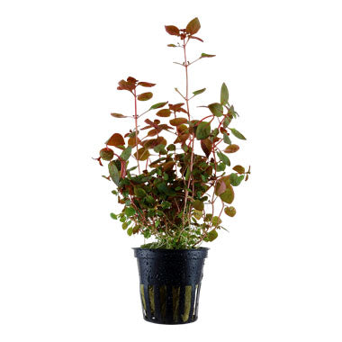 Ludwigia Palustris, 2in