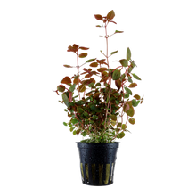 Load image into Gallery viewer, Ludwigia Palustris, 2in - Floral Acres Greenhouse & Garden Centre