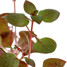 Load image into Gallery viewer, Ludwigia Palustris, 2in - Floral Acres Greenhouse & Garden Centre