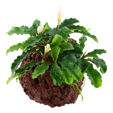 Bucephalandra Pygmaea Wavy Green, on Lava Rock – Floral Acres
