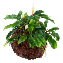 Load image into Gallery viewer, Bucephalandra Pygmaea Wavy Green, on Lava Rock - Floral Acres Greenhouse & Garden Centre