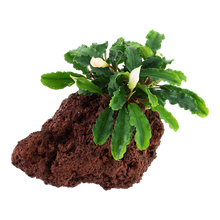 Load image into Gallery viewer, Bucephalandra Pygmaea Wavy Green, on Lava Rock - Floral Acres Greenhouse & Garden Centre