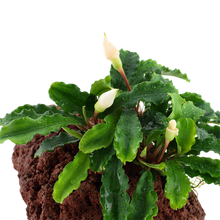 Load image into Gallery viewer, Bucephalandra Pygmaea Wavy Green, on Lava Rock - Floral Acres Greenhouse & Garden Centre
