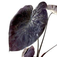 Load image into Gallery viewer, Colocasia, 6in, Royal Hawaiian® Black Coral - Floral Acres Greenhouse & Garden Centre